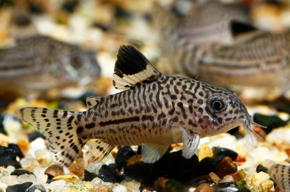 Dreibinden-Panzerwels (Corydoras trilineatus)