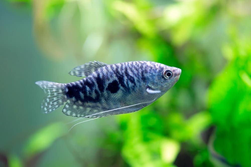 Gelber Fadenfisch (Trichopodus trichopterus)
