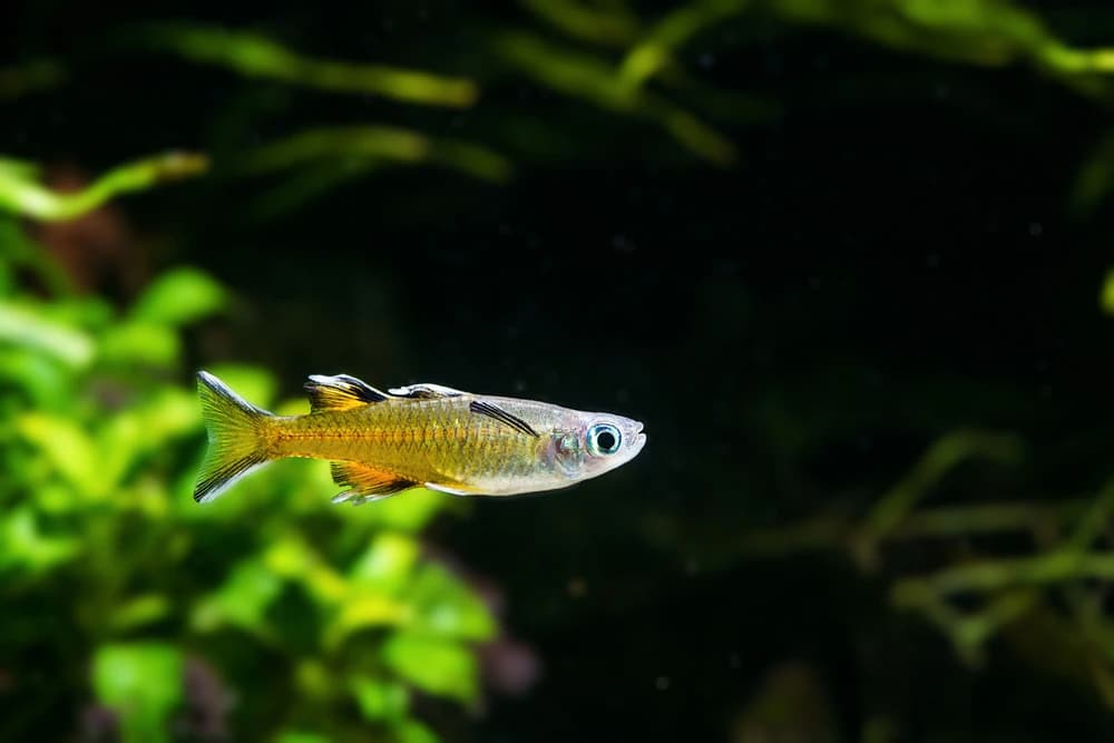 Gertruds Blauauge (Pseudomugil gertrudae)