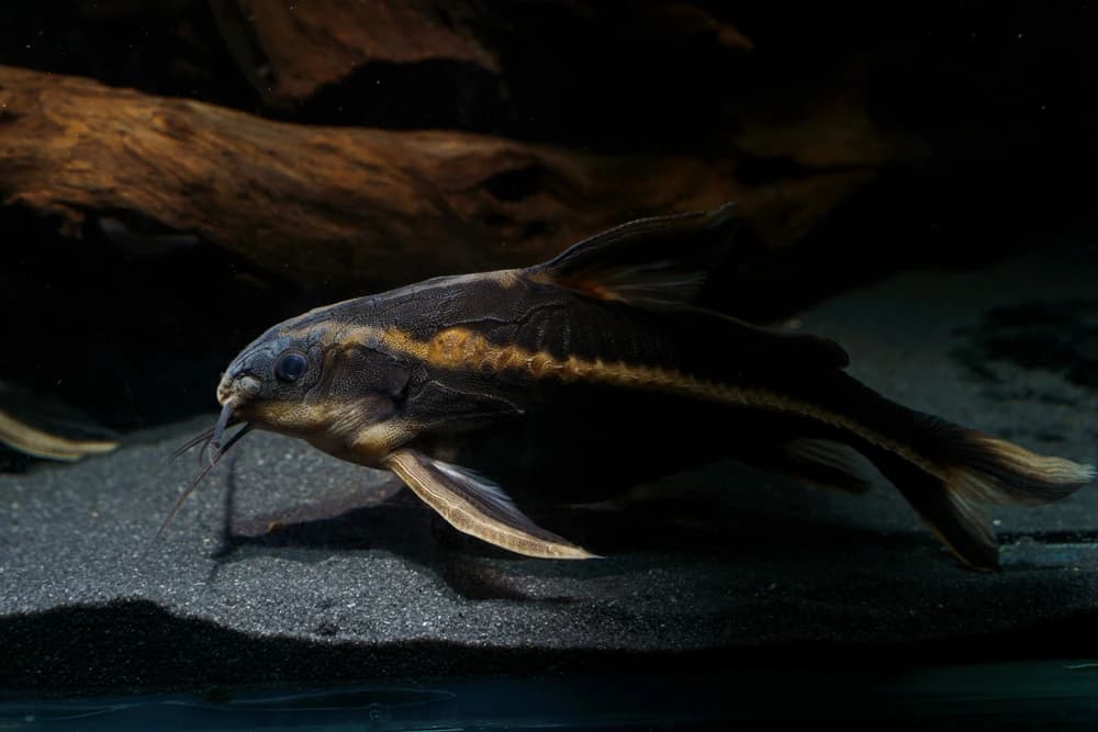 Gestreifter Dornwels (Platydoras armatulus)