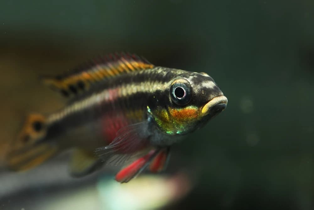 Gestreifter Froschbuntbarsch (Pelvicachromis taeniatus)