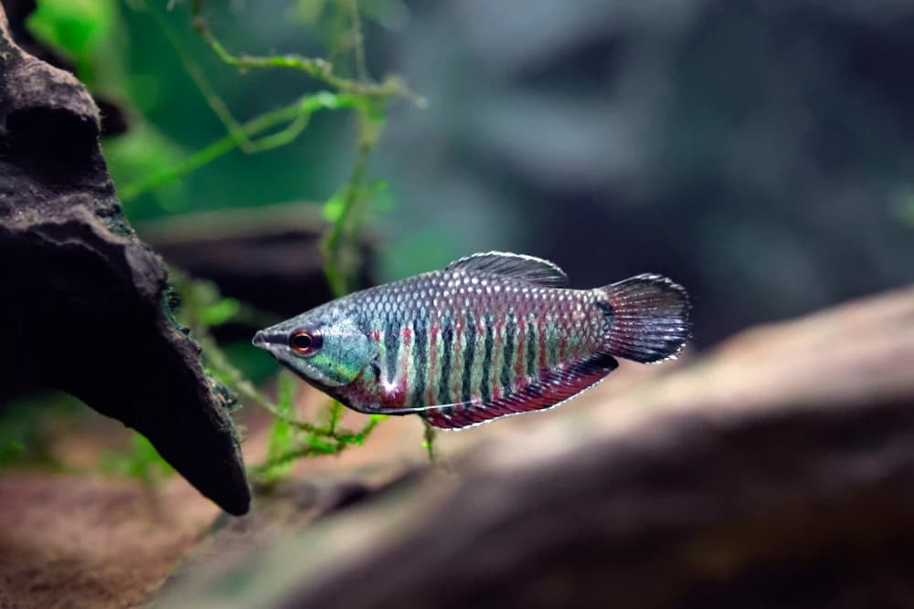 Goldener Schokoladengurami (Sphaerichthys vaillanti)