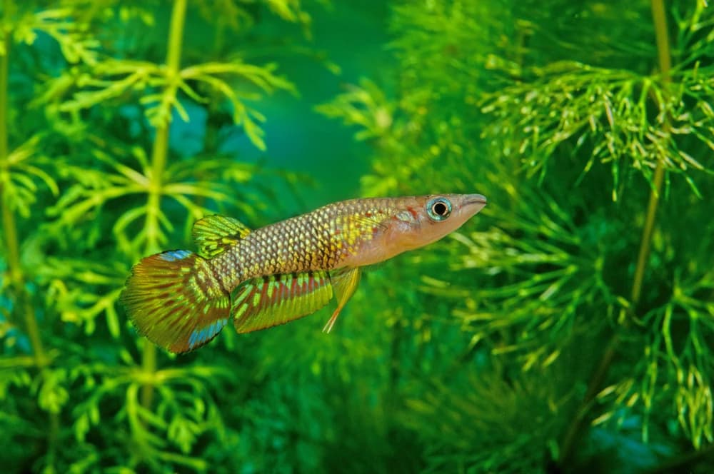 Goldener Streifenhechtling (Aplocheilus lineatus)
