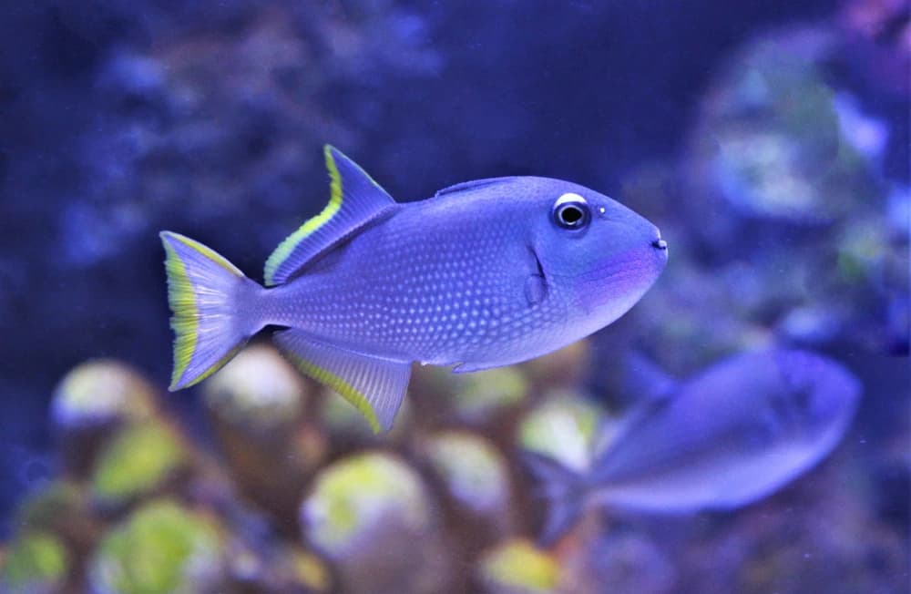 Goldring-Drückerfisch (Xanthichthys auromarginatus)