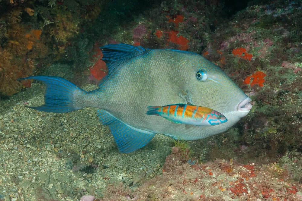 Balistes capriscus
