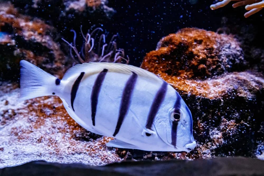 Acanthurus triostegus