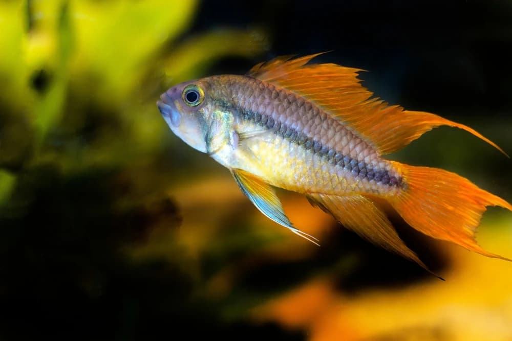 Kakadu-Zwergbuntbarsch (Apistogramma cacatuoides)