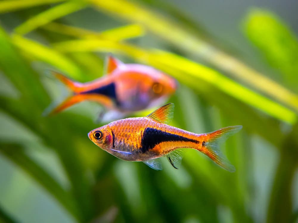 Keilfleckbärbling (Trigonostigma heteromorpha)