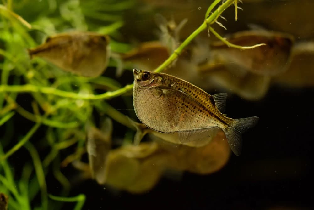 Kleiner Beilbauchfisch (Carnegiella marthae)