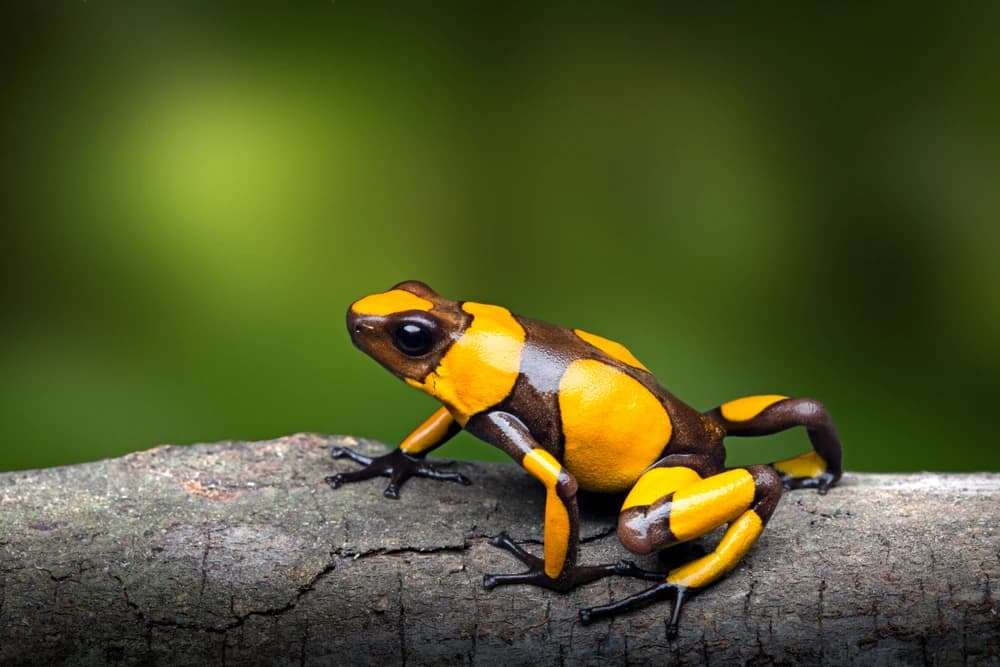 Kolumbianischer Baumsteiger (Oophaga histrionica)