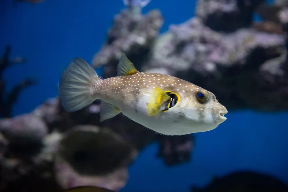 Kugelfisch (Carinotetraodon travancoricus)