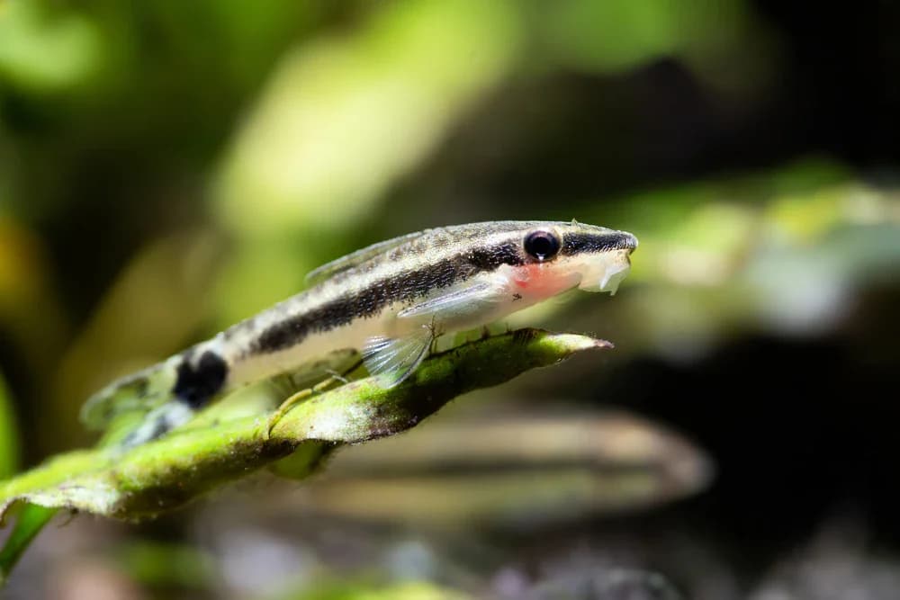 Längsstreifen-Ohrgitterharnischwels (Otocinclus macrospilus)