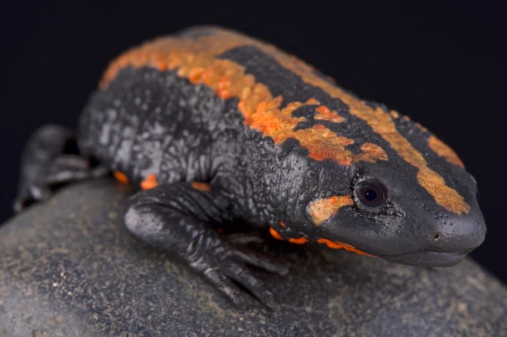 Laotischer Krokodilmolch (Laotriton laoensis)