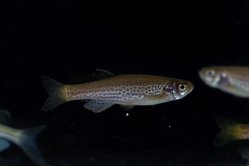 Danio rerio var. frankei