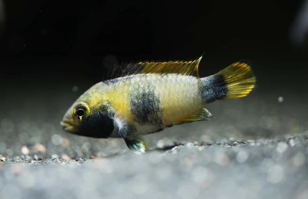Panda-Zwergbuntbarsch (Apistogramma nijsseni)
