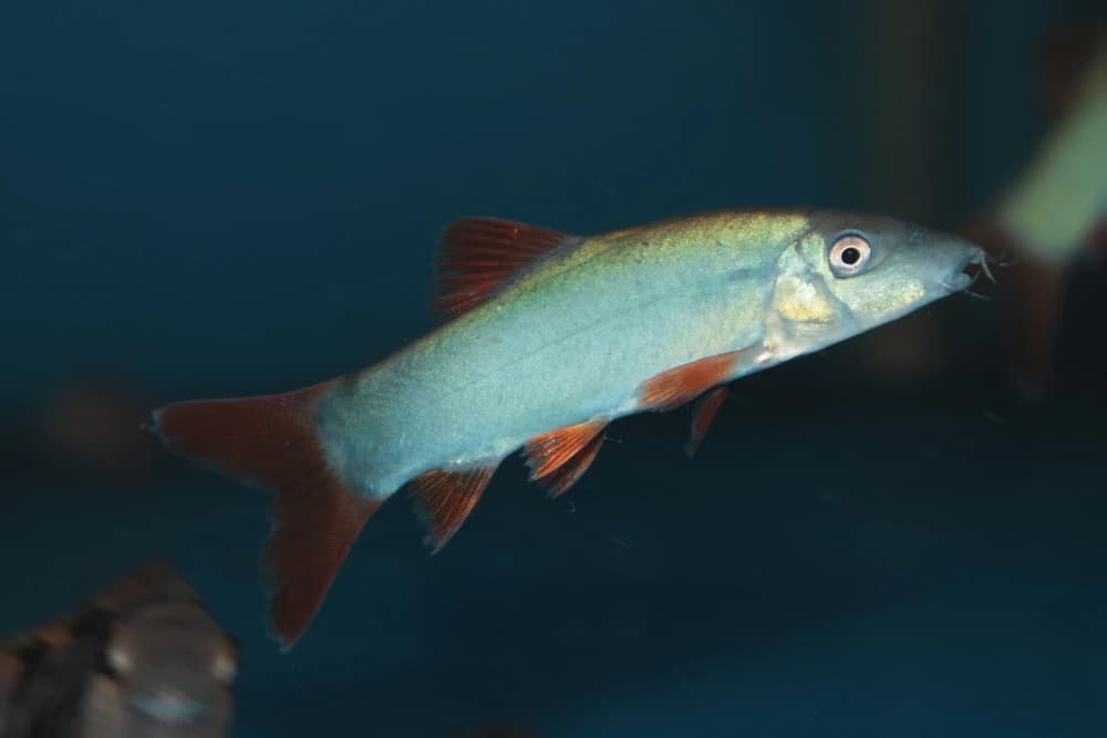Perlmuttschmerle (Yasuhikotakia modesta)