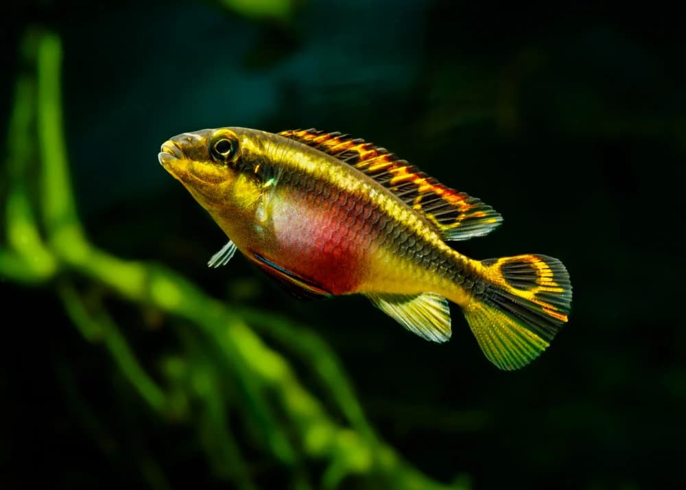 Purpurprachtbuntbarsch (Pelvicachromis pulcher)