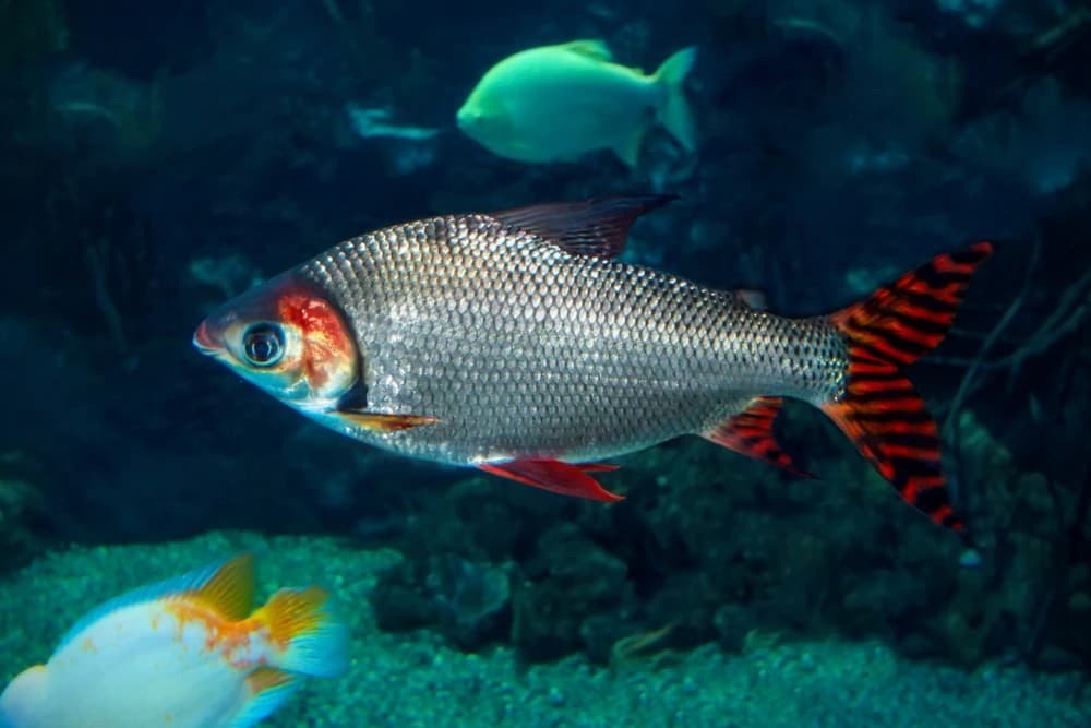 Rote Rückenflosse (Semaprochilodus taeniurus)