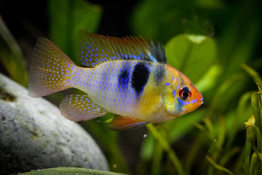 Roter Schmetterlingsbuntbarsch (Mikrogeophagus ramirezi)