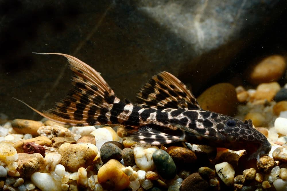 Pseudacanthicus sp