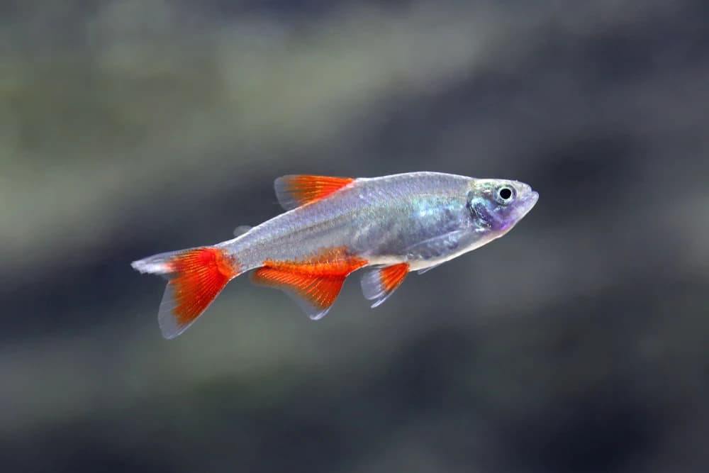 Rotflossen-Schmucksalmler (Aphyocharax anisitsi)
