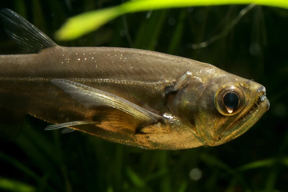Säbelzahnsalmler (Hydrolycus scomberoides)