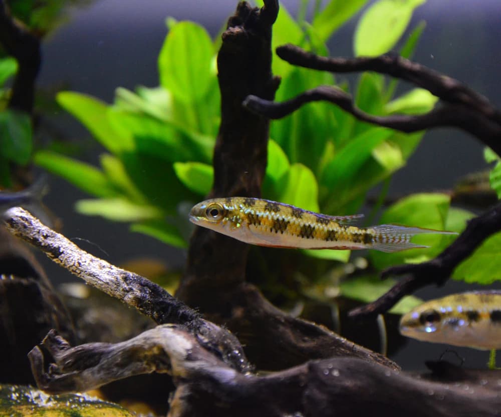 Schachbrettcichlide (Dicrossus filamentosus)