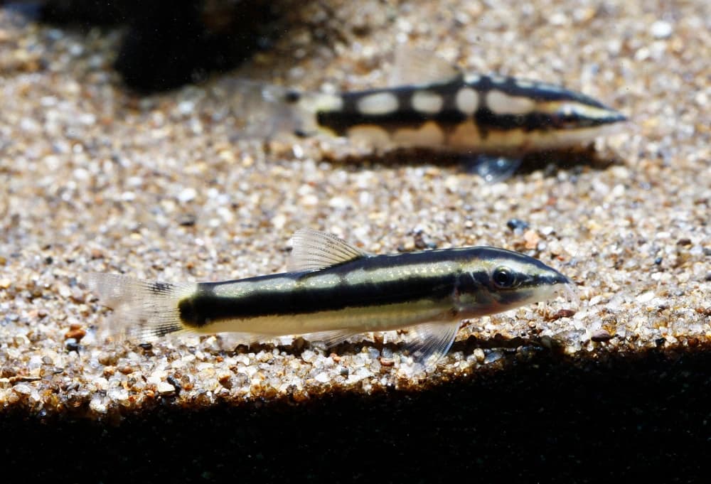 Schachbrettschmerle (Yasuhikotakia sidthimunki)