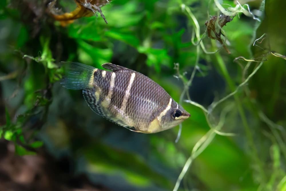 Schokoladengurami (Sphaerichthys osphromenoides)