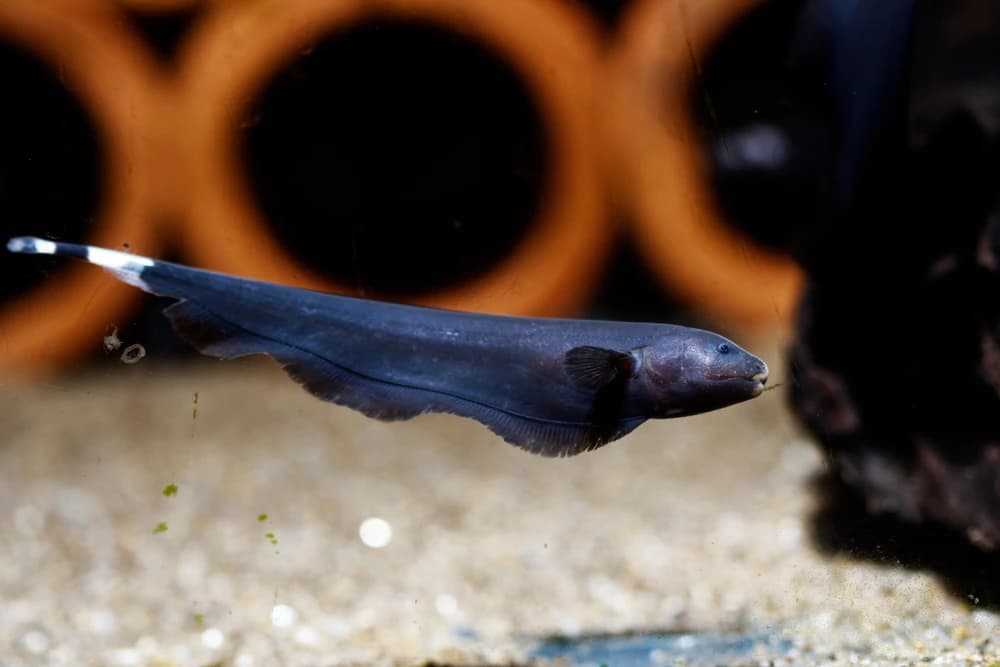 Schwarzer Geistermesserfisch (Apteronotus albifrons)
