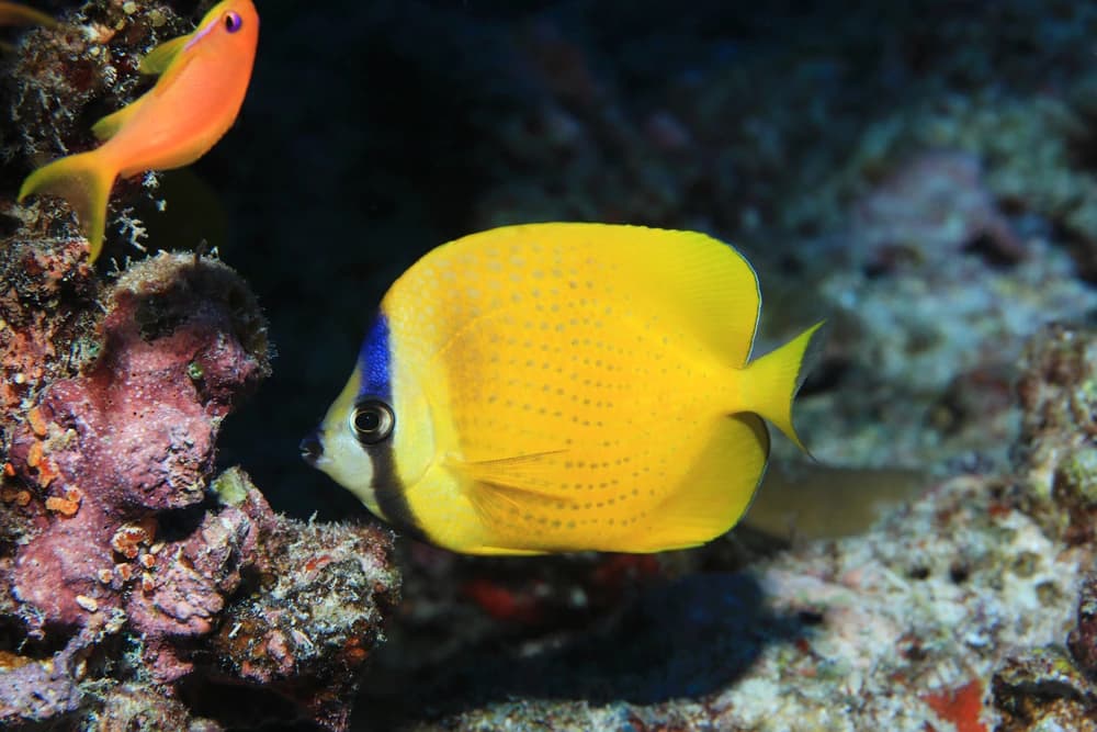 Sonnenblumen-Falterfisch (Chaetodon kleinii)