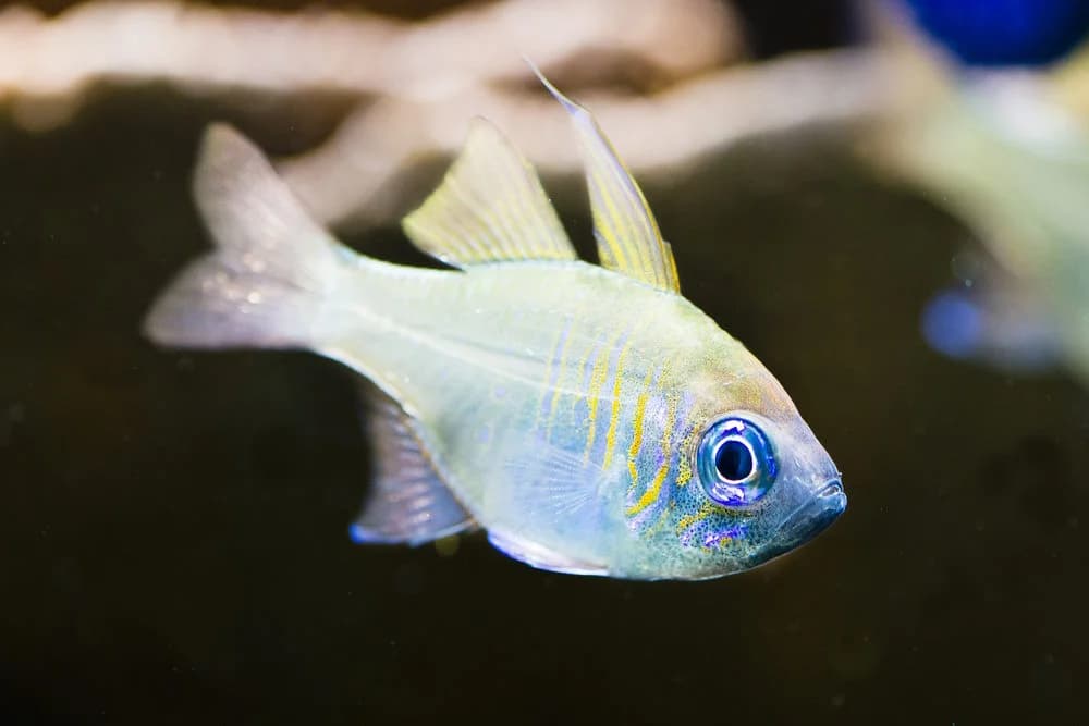 Apogon leptacanthus