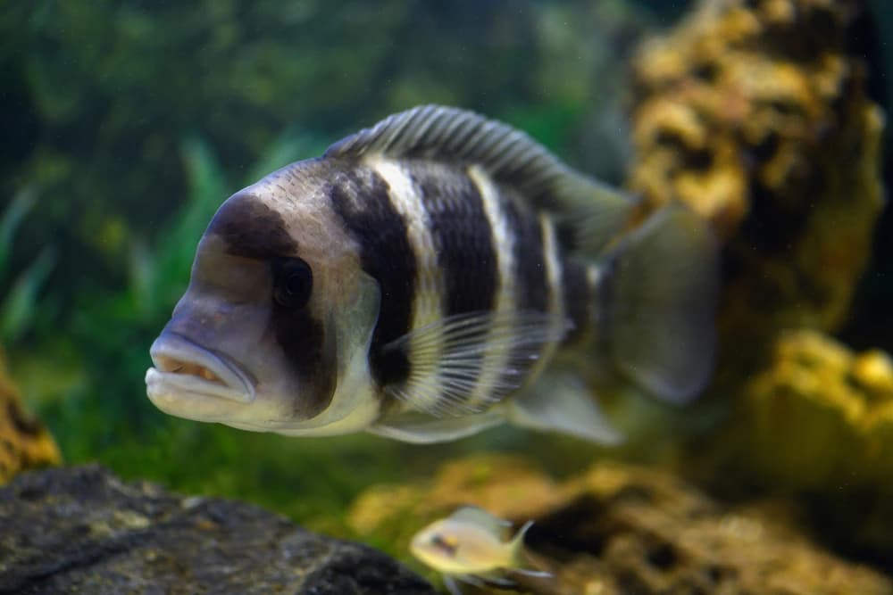 Tanganjika-Beulenkopf (Cyphotilapia frontosa)