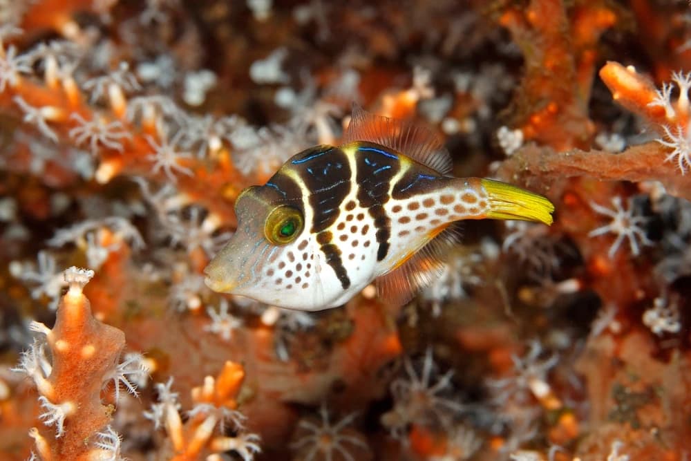 Valentini-Kugelfisch (Canthigaster valentini)