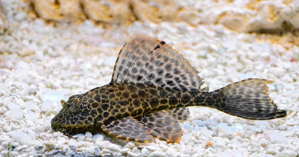 Wabenschilderwels (Pterygoplichthys gibbiceps)