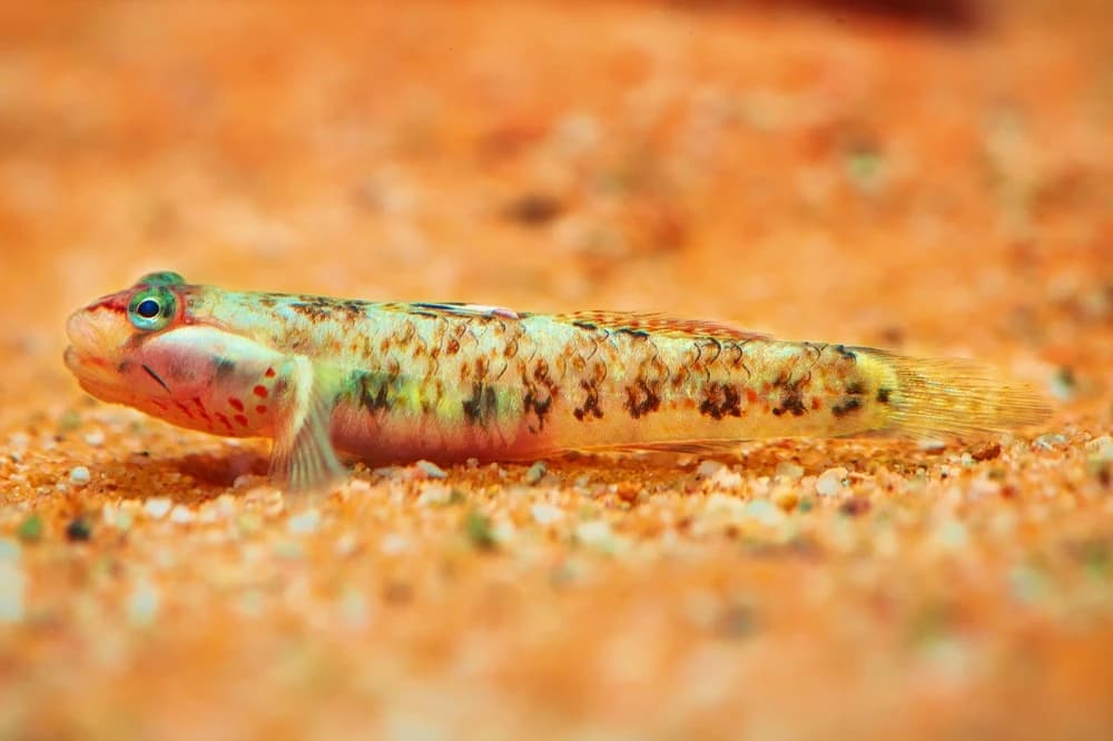 Weißwangengrundel (Rhinogobius duospilus)