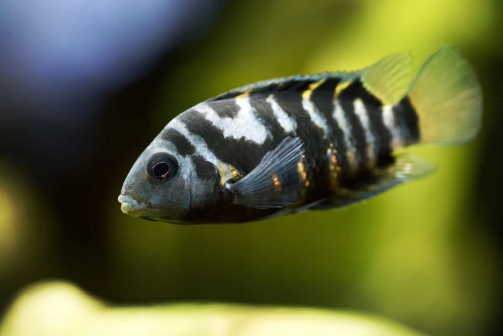 Zebrabuntbarsch (Amatitlania nigrofasciata)