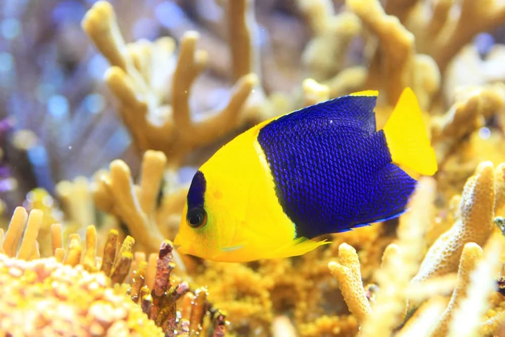 Centropyge bicolor