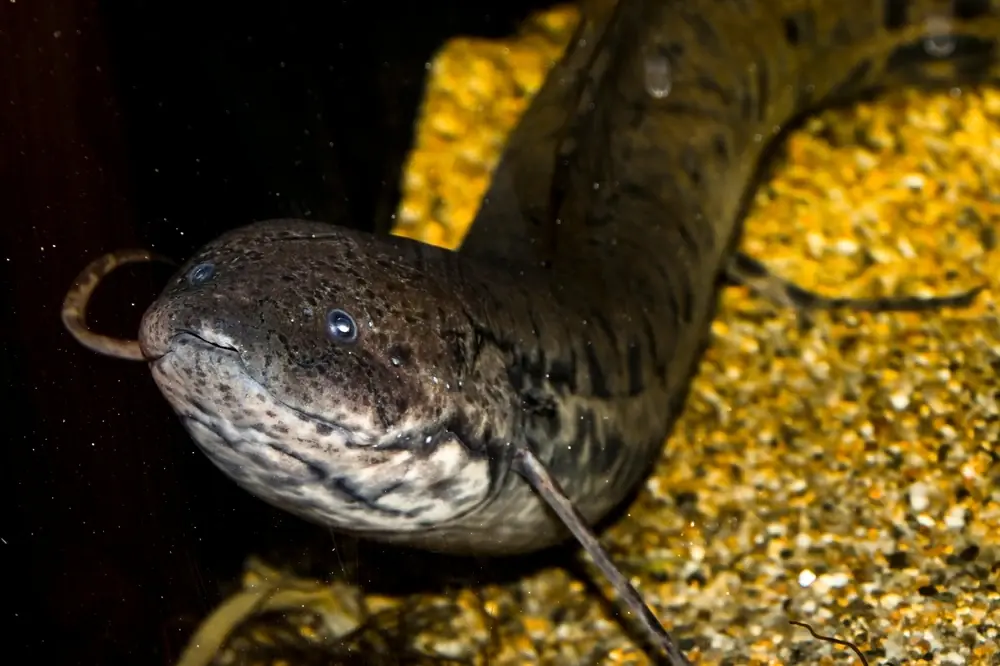 Afrikanischer Lungenfisch (Protopterus annectens)