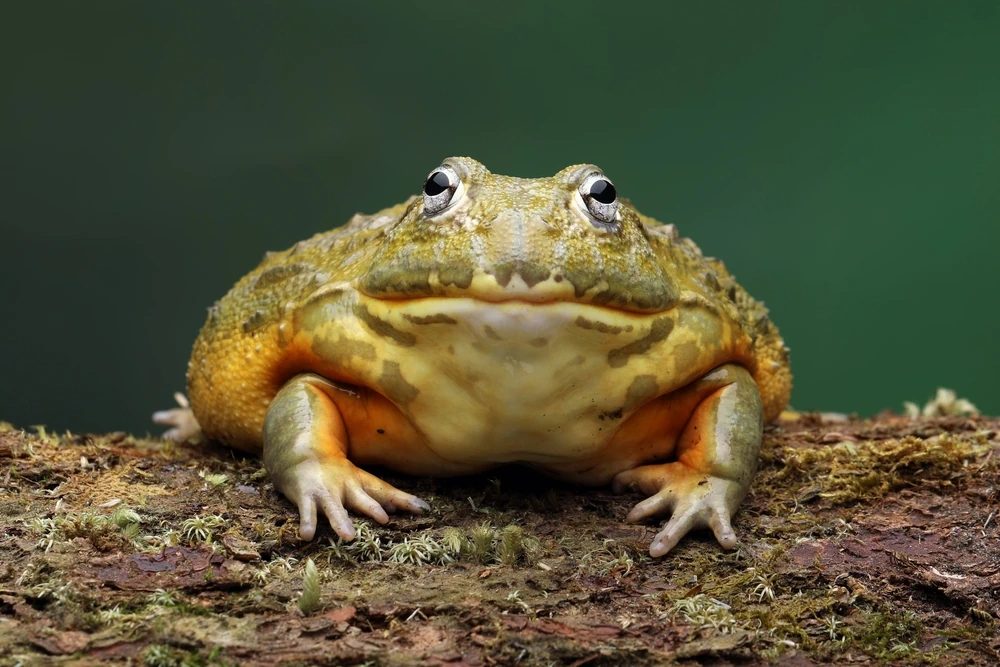 Afrikanischer Ochsenfrosch (Pyxicephalus adspersus)