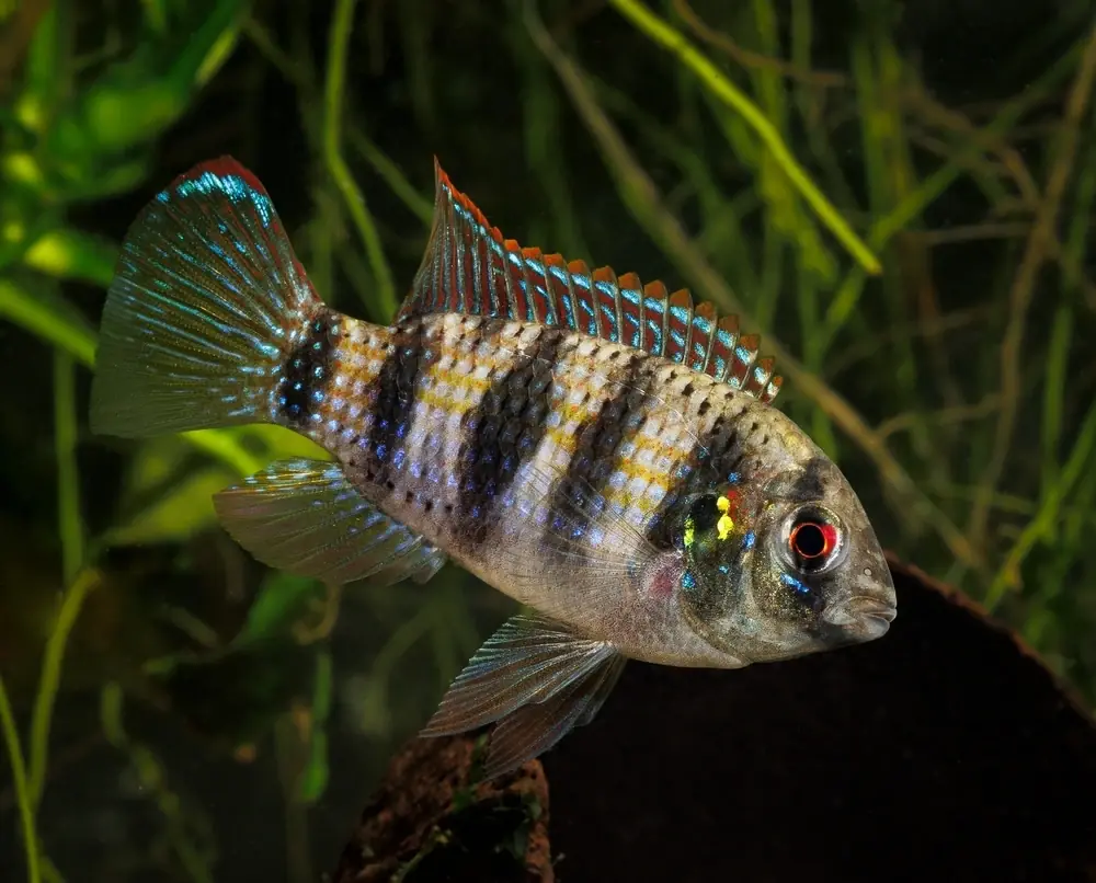 Afrikanischer Schmetterlingsbuntbarsch (Anomalochromis thomasi)