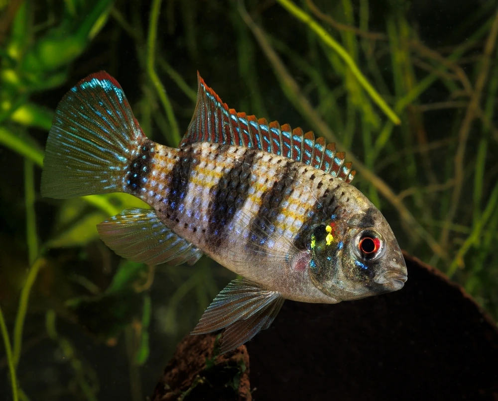 Afrikanischer Schmetterlingsbuntbarsch (Anomalochromis thomasi)