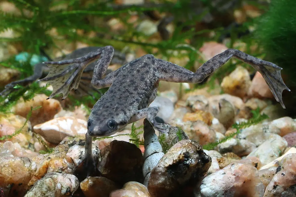 Afrikanischer Zwergfrosch (Hymenochirus boettgeri)