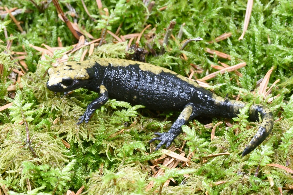 Alpen-Feuersalamander (Salamandra atra aurorae)