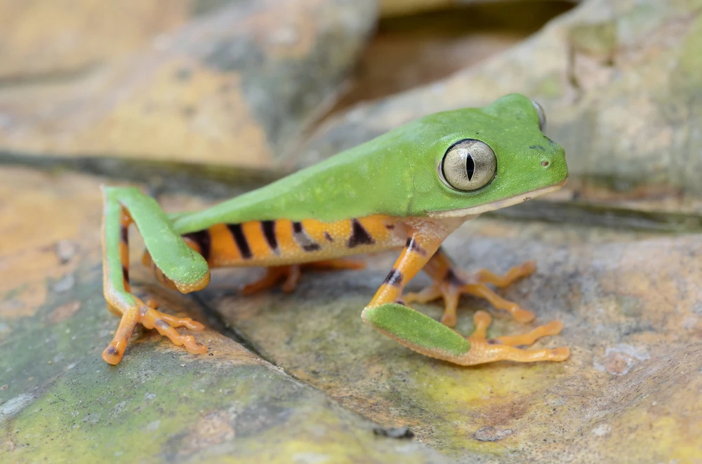 Amazonas-Laubfrosch (Phyllomedusa tomopterna)