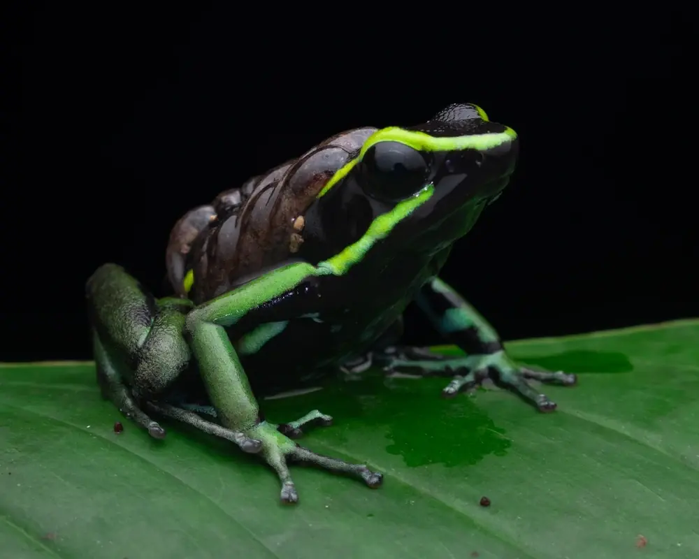 Amazonas-Pfeilgiftfrosch (Epipedobates trivittatus)