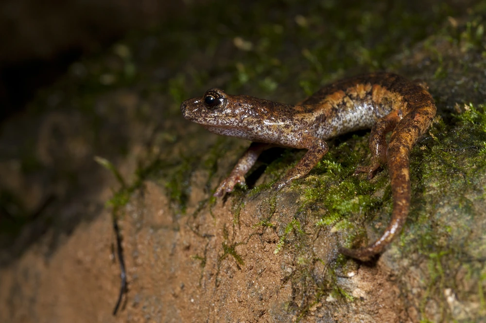 Ambrosi's Höhlensalamander (Speleomantes ambrosii)