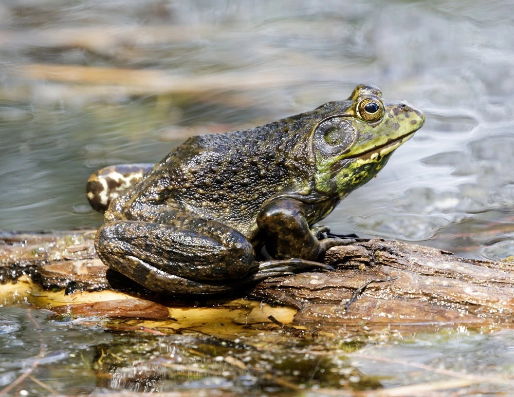 Amerikanischer Bullfrosch (Lithobates catesbeianus)