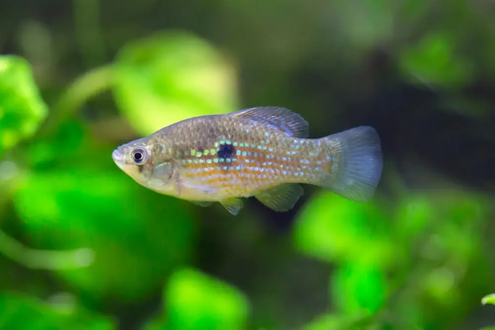 Amerikanischer Flaggenfisch (Jordanella floridae)