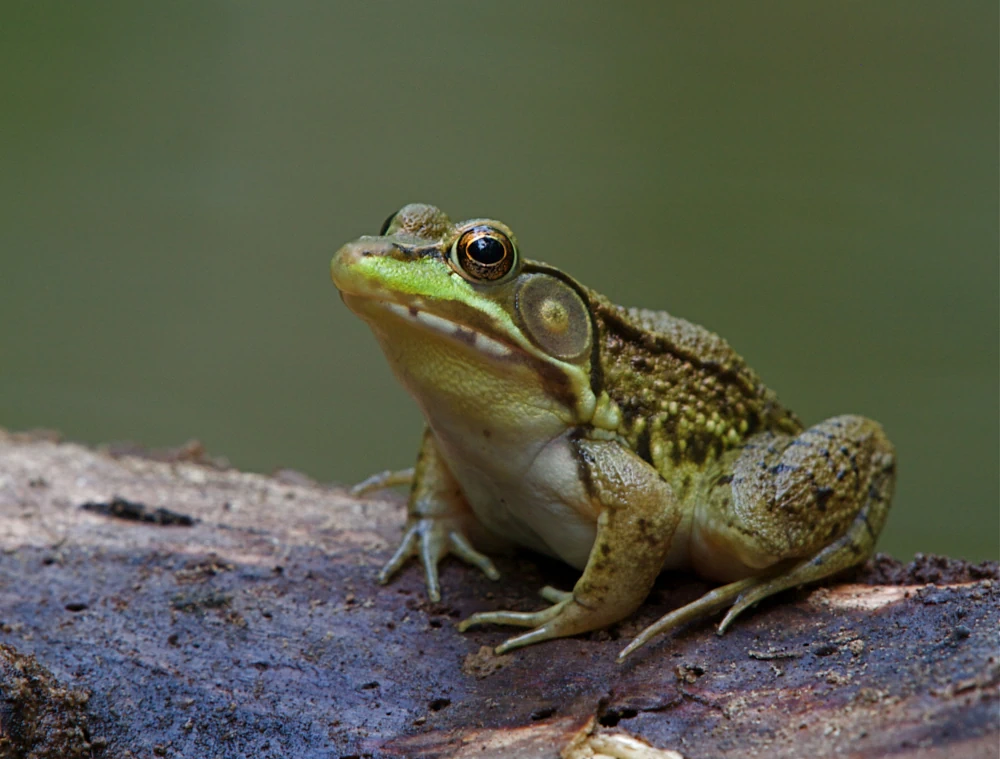 Amerikanischer Grünfrosch (Lithobates clamitans)